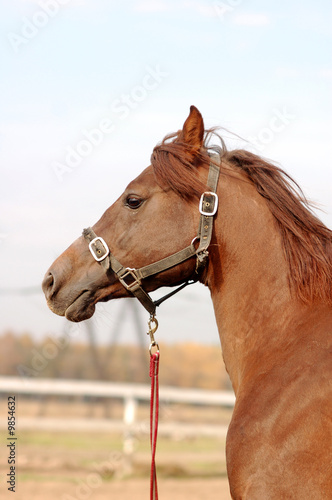 Arabian stallion