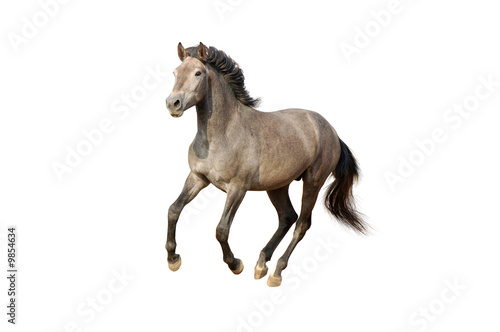 isolated galloping horse