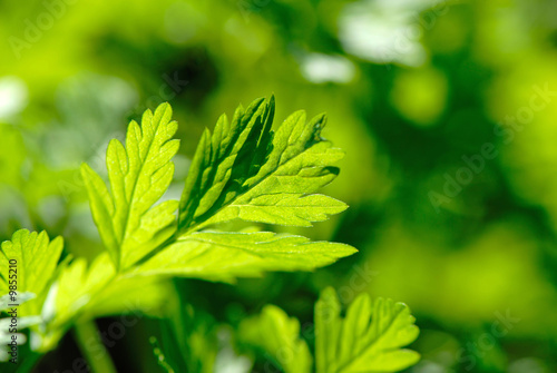 branch with green leaves