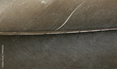texture plume