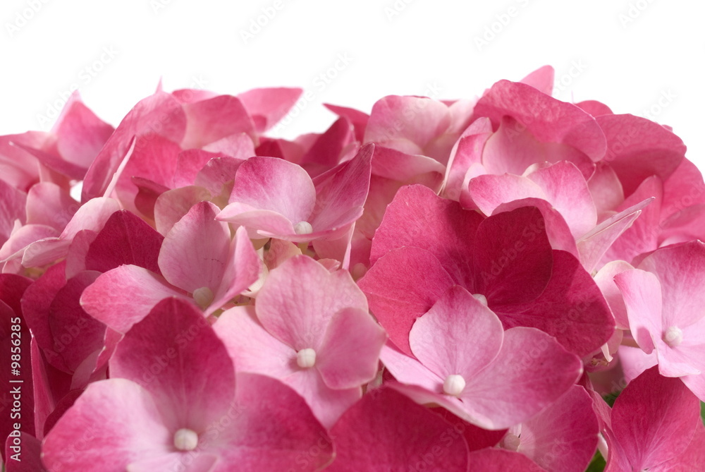 Beautiful Hortensia flower Background Abstract . Beautiful Hortensia flower Background Abstract .
