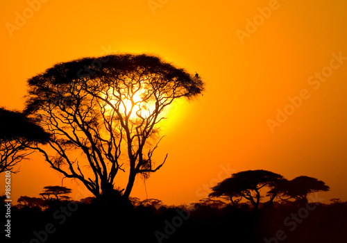 african sunset in savannah, kenya