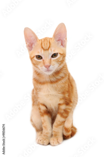 Orange tabby kitten in isolated white background
