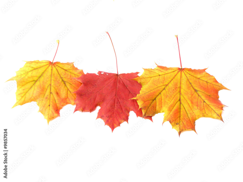 Herbstlaub Herbstlaub