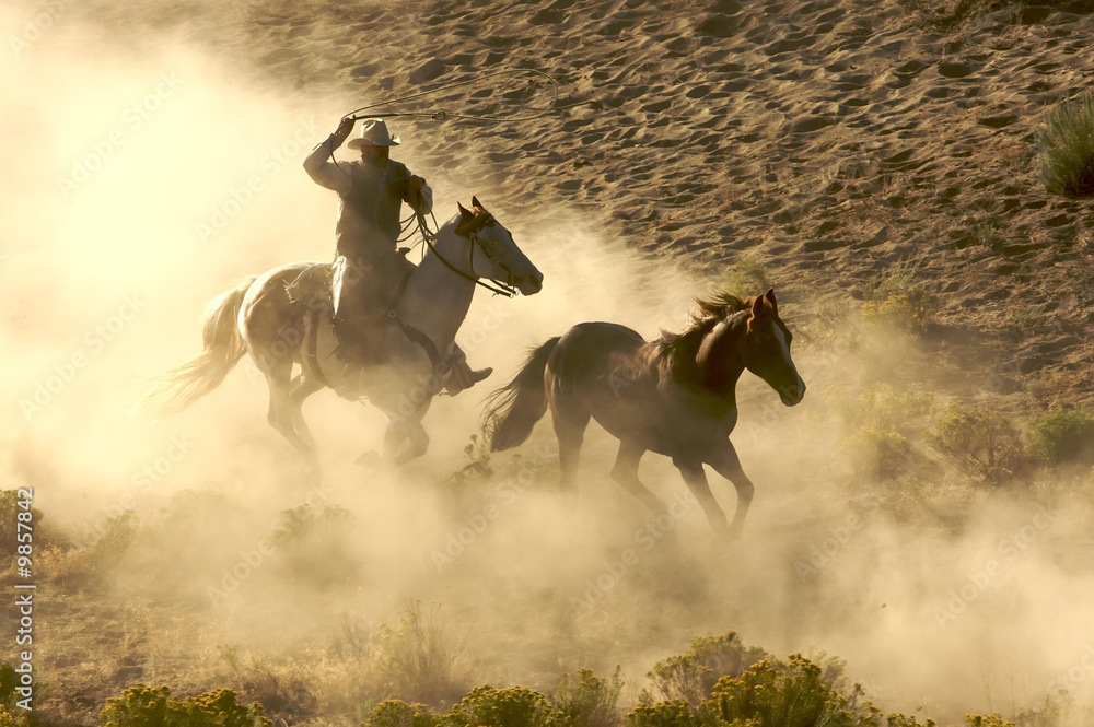 Leinwandbild Motiv - JEANNE : Cowboy galloping and roping wild horses through the desert