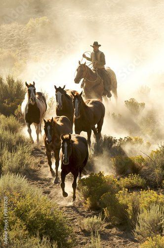 Single cowboy guiding a line of horses through the desert