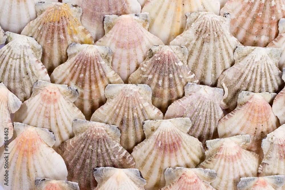 Abstract Background of Sea Shell .