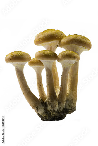edible mushrooms on white background