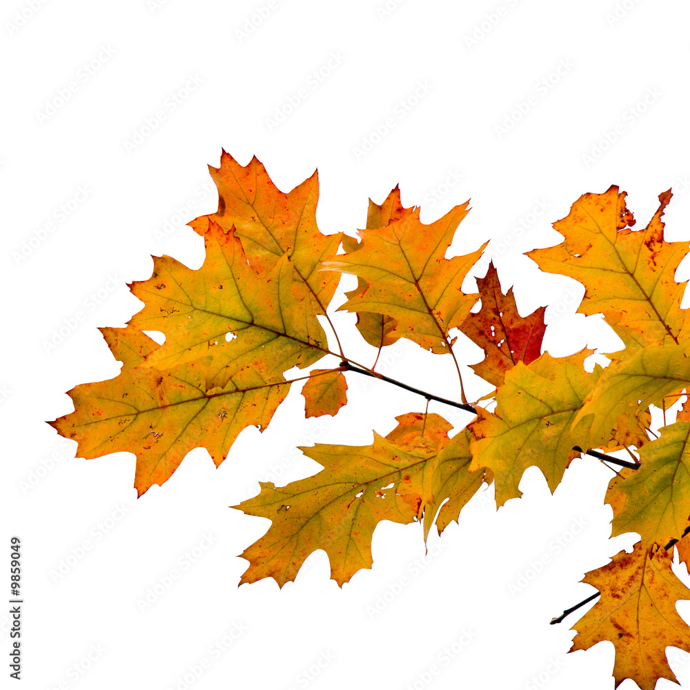 Herbstblaetter Herbstblaetter