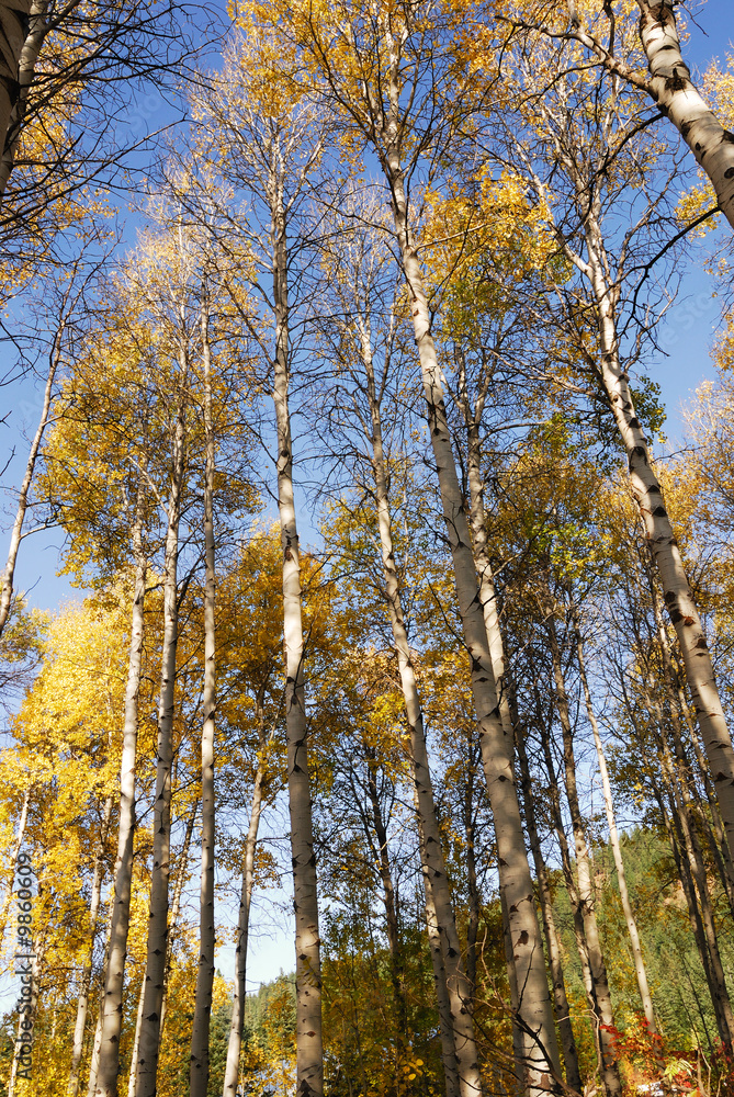 Fototapeta premium Autumn Foliage at Tumwater Canyon near Leavenworth, WA