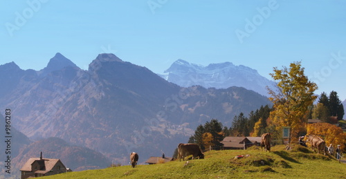 Fotografie alpage...automne