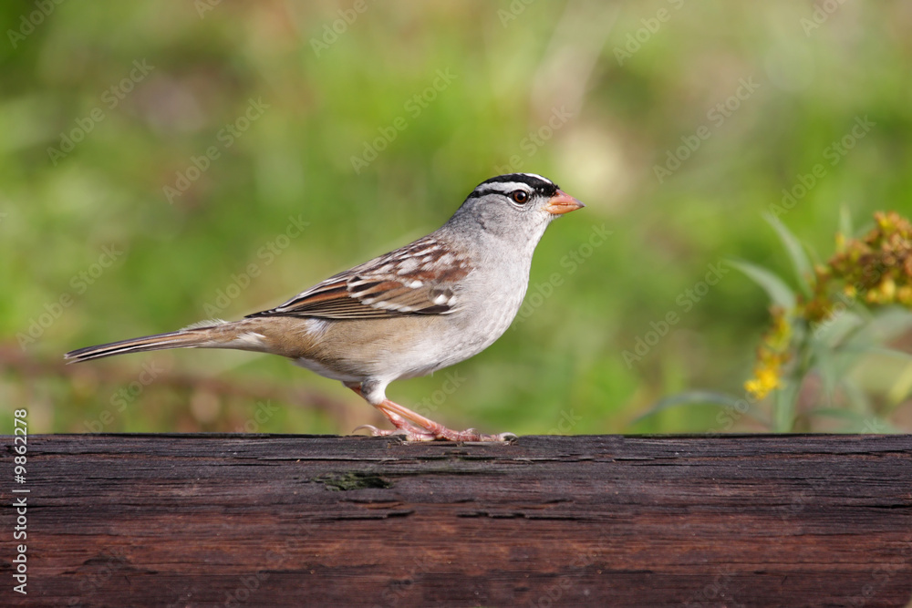 Obraz premium Adult White-crowned Sparrow (Zonotrichia leucophrys)