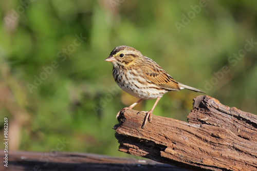 Savannah Sparrow (Passerculus sandwichensis) on a log