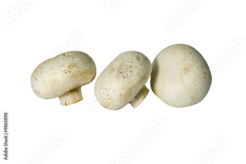 White mushrooms from autumn forest, isolated from background
