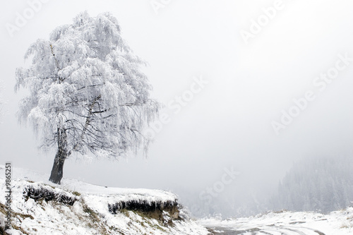 Lonely tree and road in fog at mountain Tien Shan