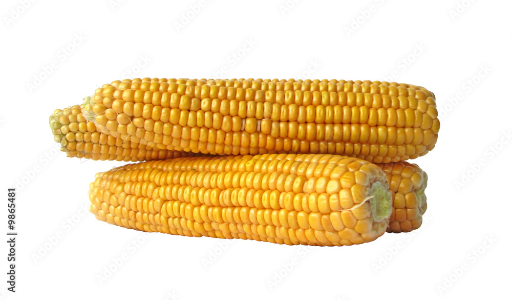 Corn cobs isolated on white background Corn cobs isolated on white background