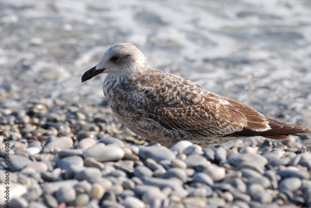 Obraz premium oiseau marin