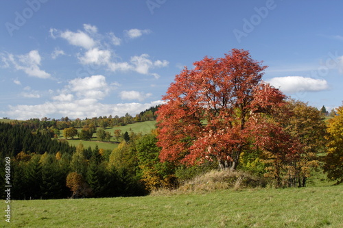 coloured trees in autumn time