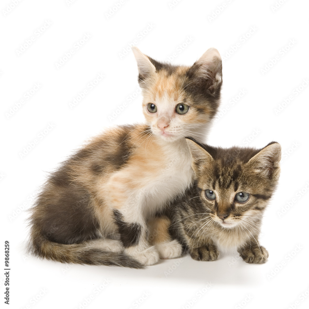 Kittens on white background