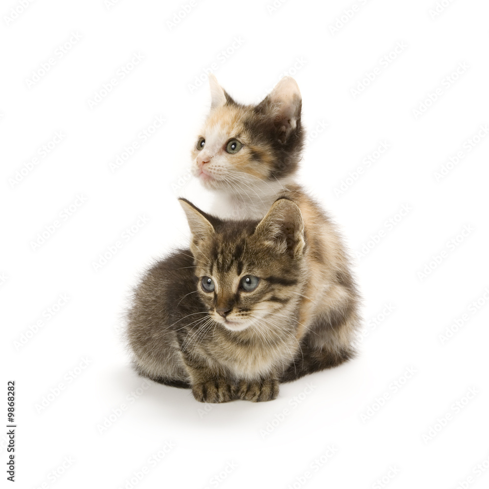 Kittens on white background