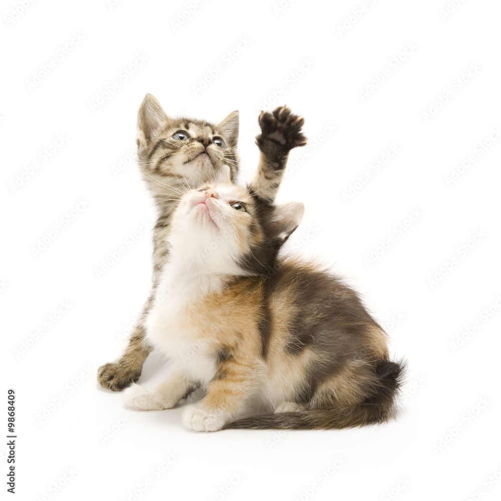 Obraz premium Kittens on white background