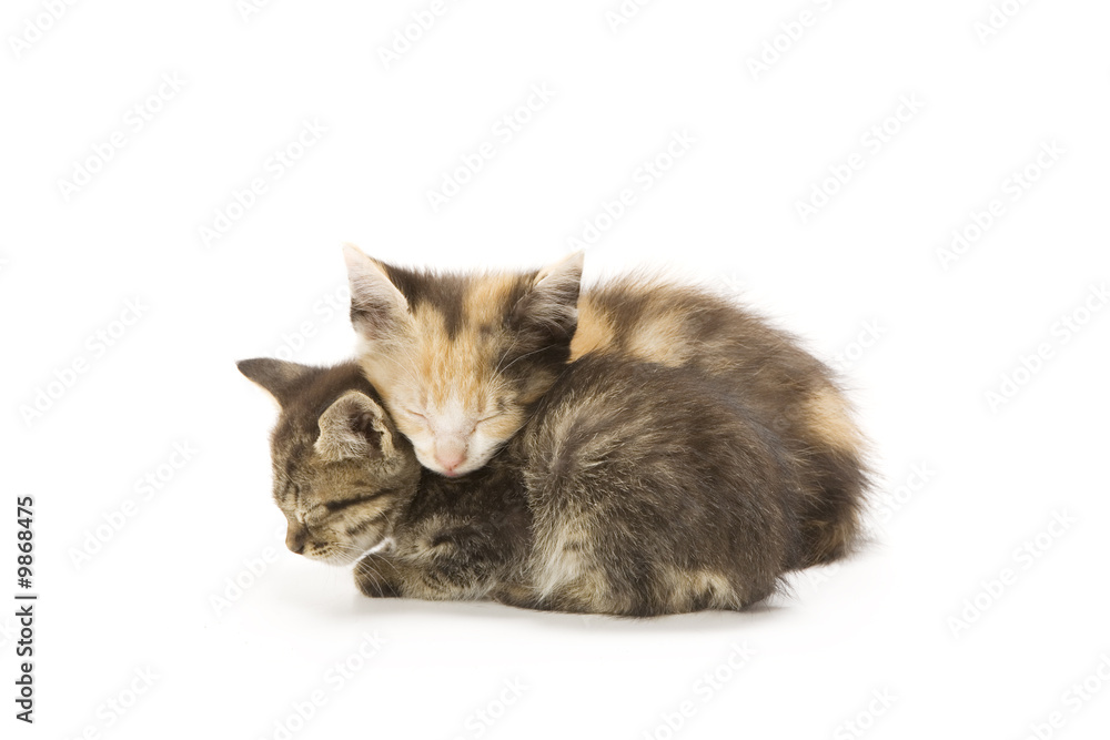 Two sleeping kittens on white background