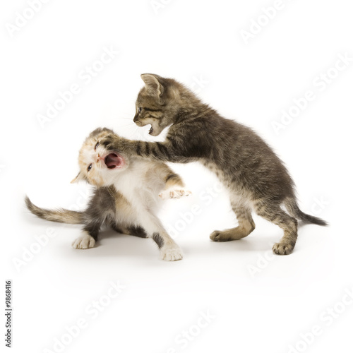 Kittens on white background