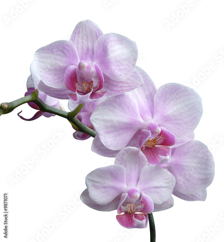 hampe d'orchidées