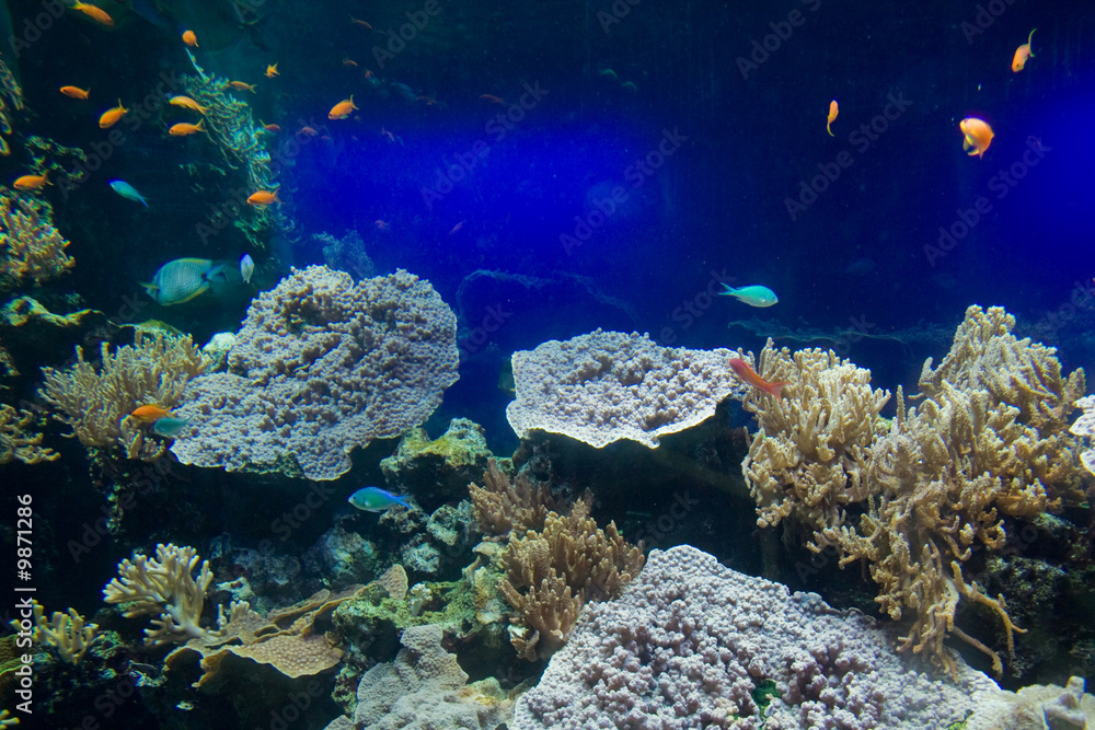 Fototapeta premium Underwater