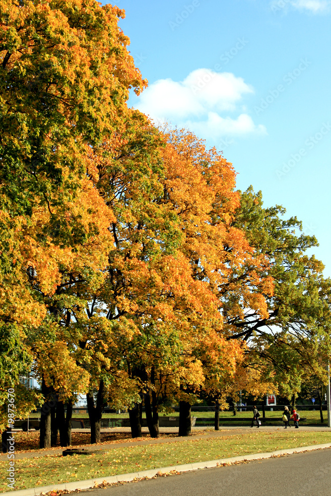 Naklejka premium Autumn city street