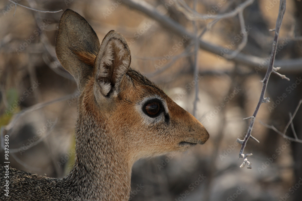 Damara Dik-Dik (Madoqua damarensis) Damara Dik-Dik (Madoqua damarensis)