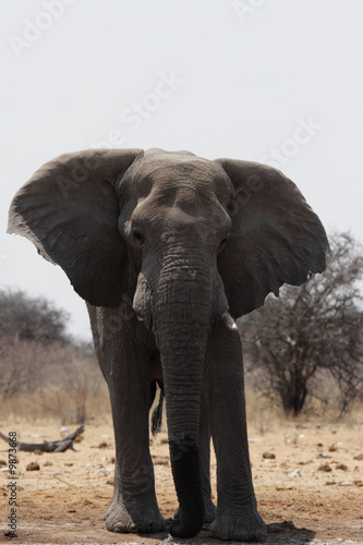 Elefant im Etosha Nationalpark, Namibia © DirkR