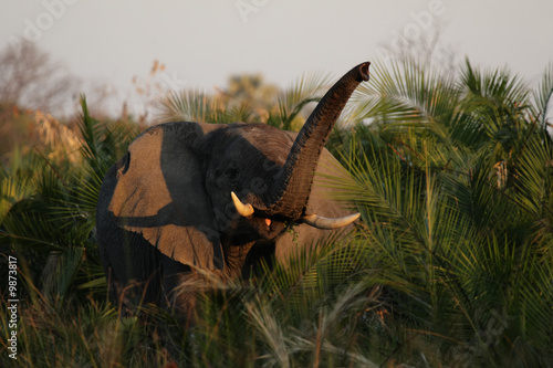 Elefant im Okavango Delta, Botswana photo