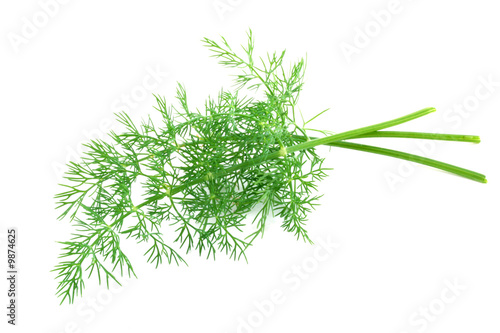 fresh-picked dill