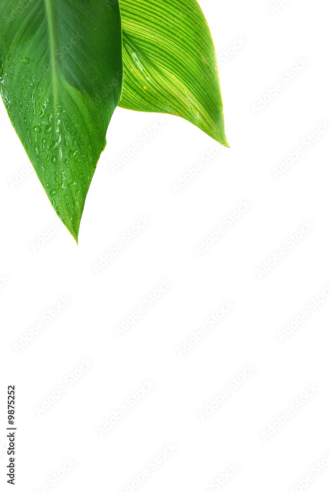 Obraz premium fresh rain