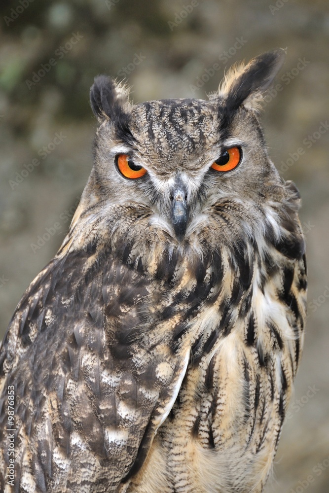 hibou,grand duc d'Europe hibou,grand duc d'Europe