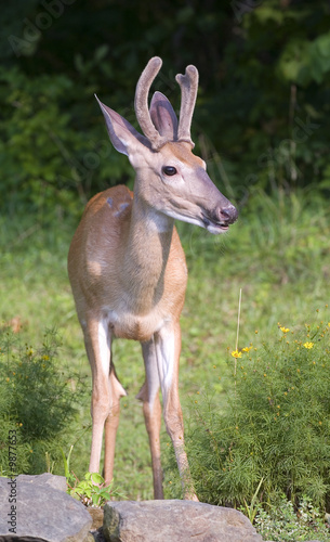 whitetail buck with his antlers in velvet in summer