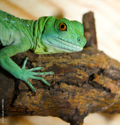 Lizard closeup