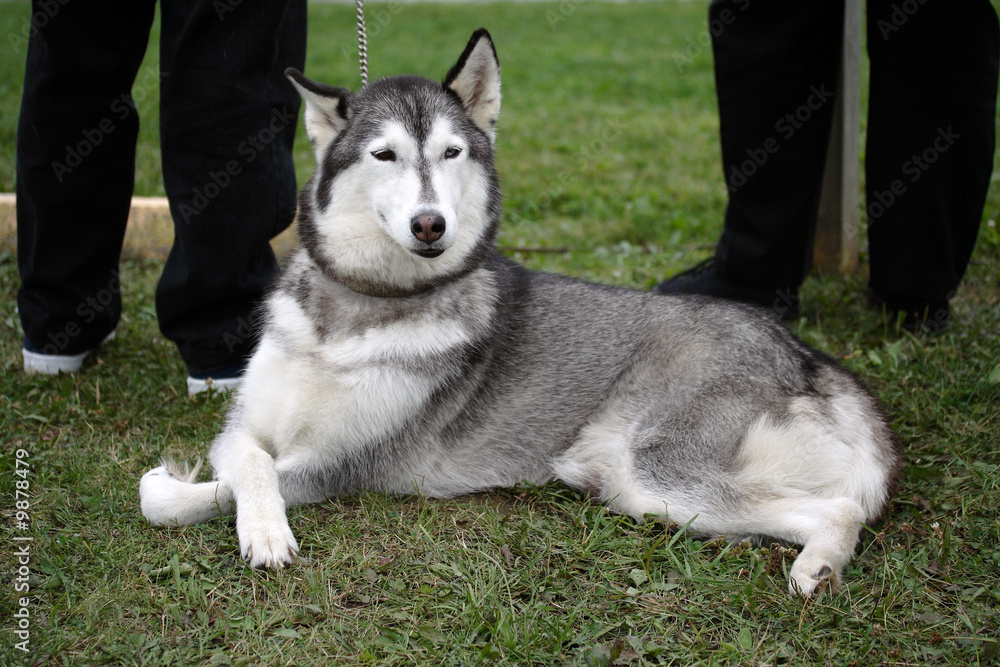 Female husky crossing its paws and waiting patiently