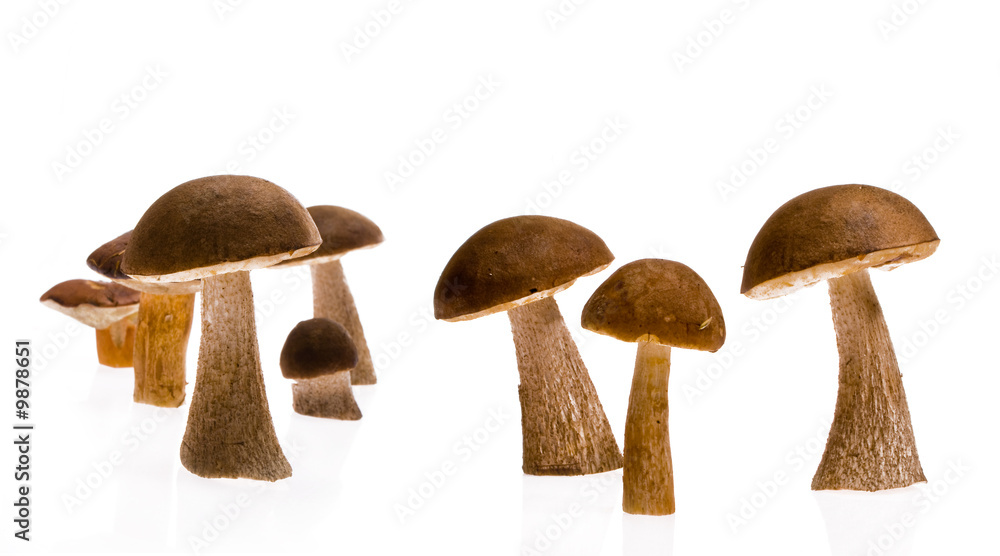 Pilze Pilze