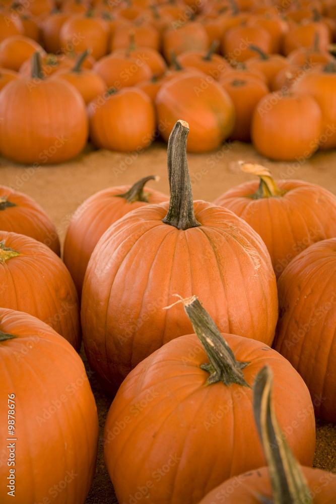 Vertical image of pumpkins in a pumpkin patch. Vertical image of pumpkins in a pumpkin patch.