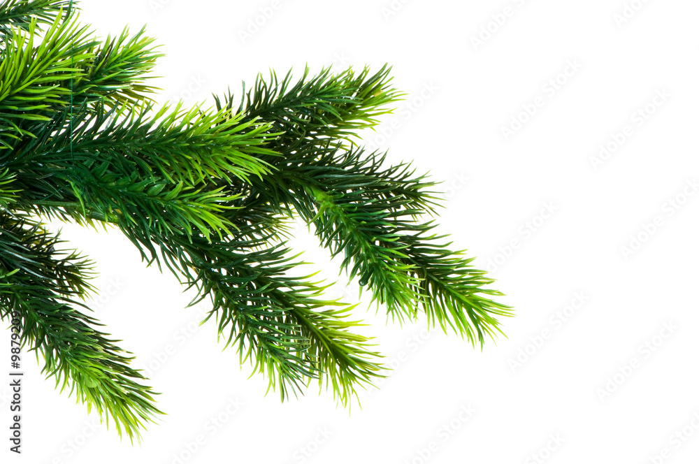 Close up of fir tree branch isolated on white Close up of fir tree branch isolated on white