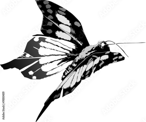 Butterfly