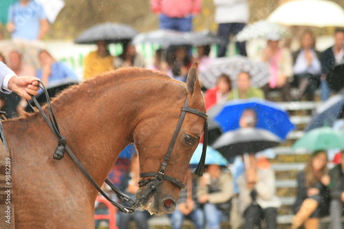 Pferd im Regen