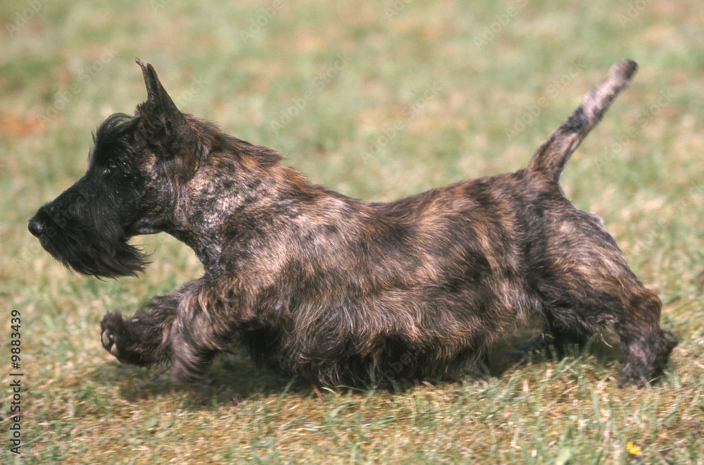 Jeune Scottish Terrier courant dans l'herbe Jeune Scottish Terrier courant dans l'herbe