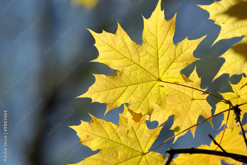 autumn leaves autumn leaves