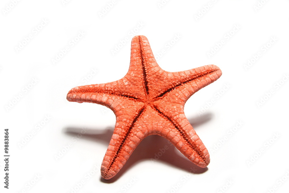 Seastar Seastar