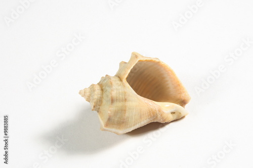 rapa shell