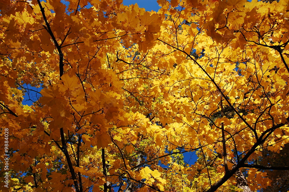 Golden Maple Golden Maple