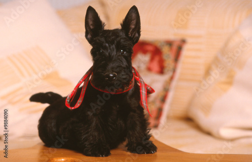 Un chiot scottish terrier et son ruban rouge photo